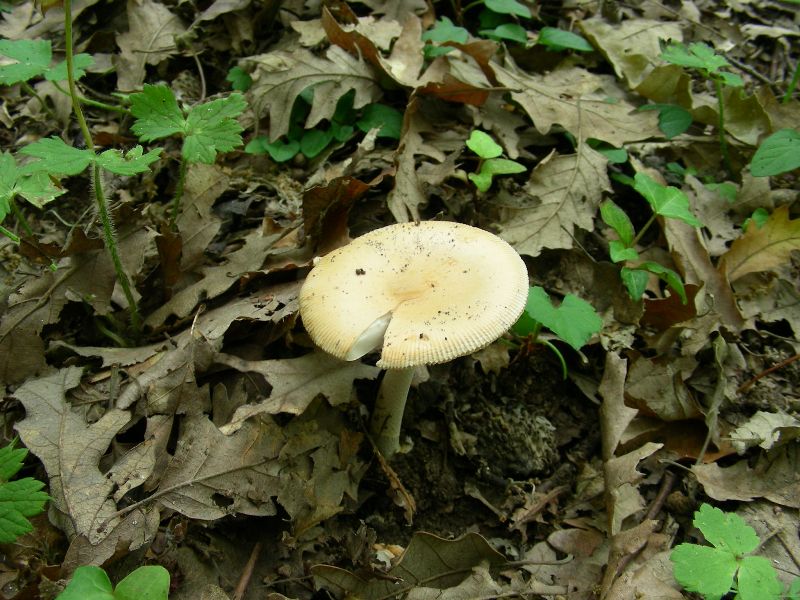 6) Fotografati il 12.06.2012. sotto Quercia (bosco asciutto)